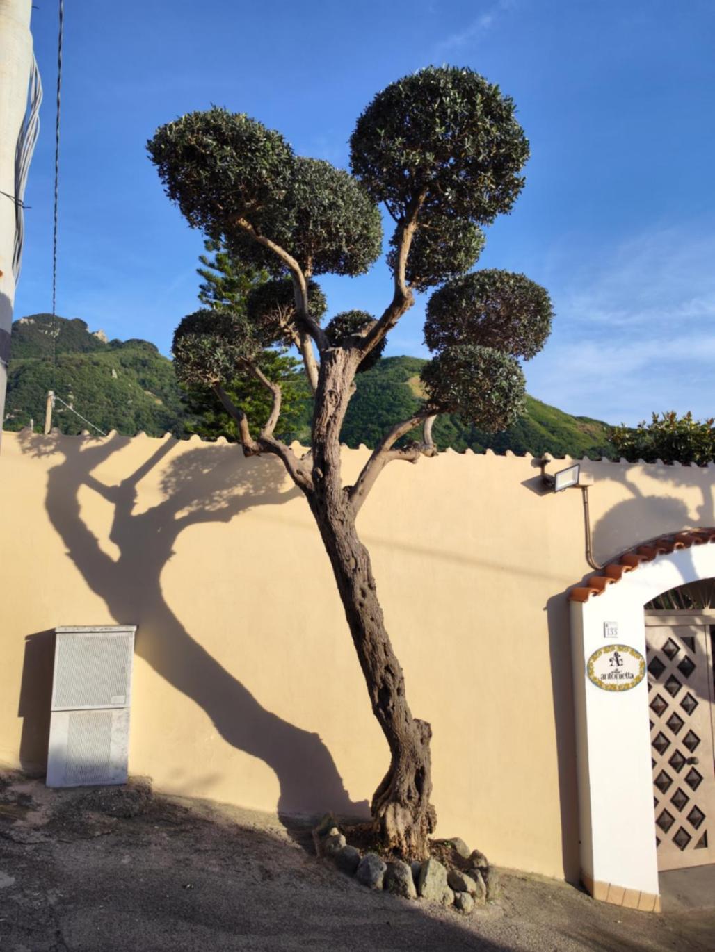Villa Antonietta Ischia Esterno foto