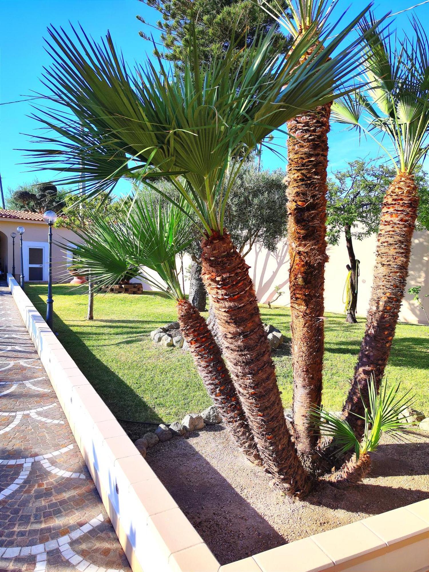 Villa Antonietta Ischia Esterno foto
